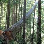 A large tree falling in a forest.