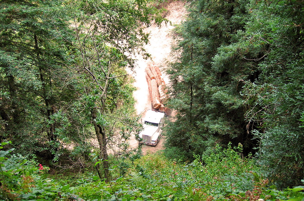 View through a forest at a log truck.