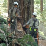 2 timber fallers working on a tall tree.