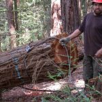 Timber faller setting the chocker cable around a log.