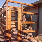 Outdoor cat cage and shelter.