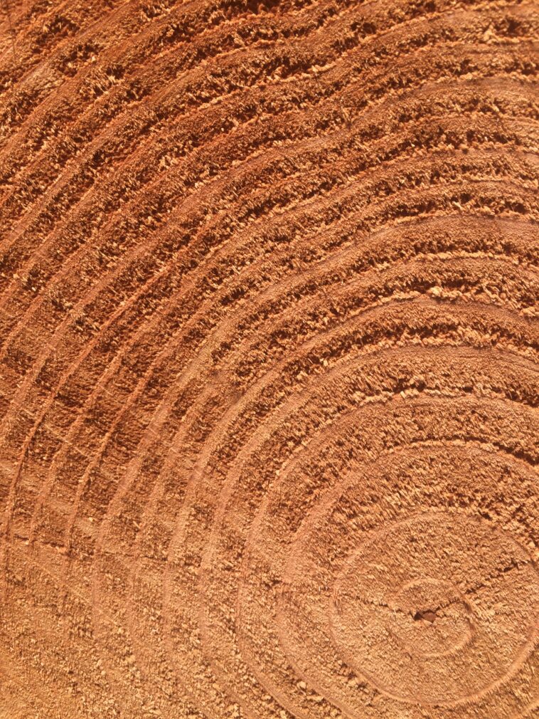 Piece of end of redwood lumber. Visible rings and grains