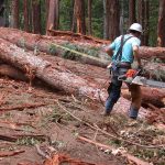 Logger measureing and limbing logs in a log landing