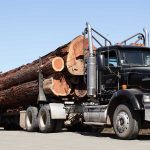 Whole redwood logs on a log truck.