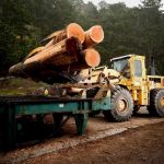 Bulldozer loader places de-barked logs on the sawmill live deck.