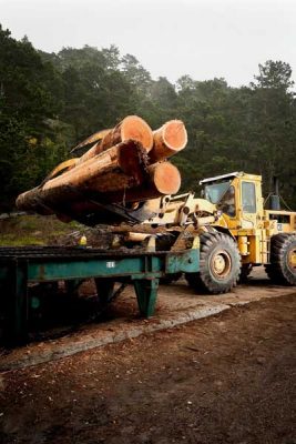 Bulldozer loader places de-barked logs on the sawmill live deck.