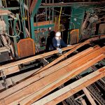 Employee guideing boards through the re-trimming saw.